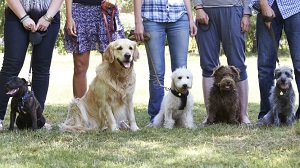 Dog Obedience Classes